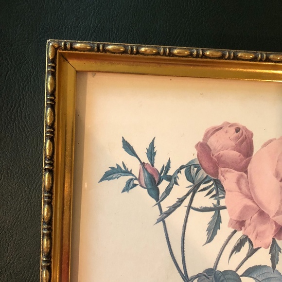 VTG Framed Pierre-Joseph Redouté Les Roses Lithograph - Rosa Centifolia Foliacea - Picture 12 of 16